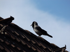 Corvus cornix