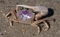 Leptuca pugilator