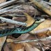 Palau Tree Snake - Photo (c) Heather Ketebengang, some rights reserved (CC BY-NC), uploaded by Heather Ketebengang