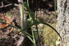 Cyperus echinatus