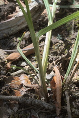 Cyperus echinatus