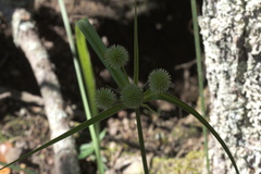 Cyperus echinatus