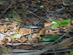 Dendrelaphis striolatus