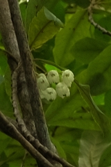 Elaeocarpus dentatus