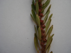 Lythrum volgense