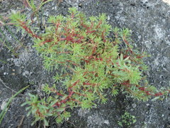 Lythrum volgense