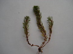 Lythrum volgense
