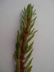 Lythrum volgense