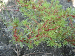 Lythrum volgense