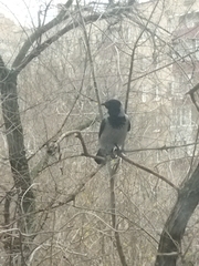Corvus cornix