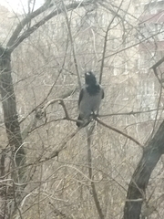 Corvus cornix