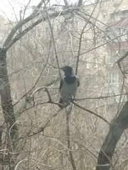 Corvus cornix