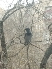 Corvus cornix