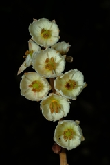 Elaeocarpus dentatus