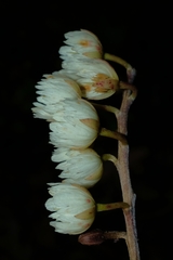 Elaeocarpus dentatus