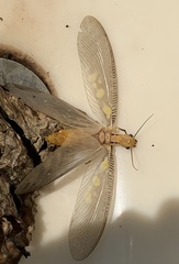 Protohermes costalis