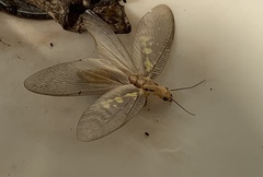 Protohermes costalis