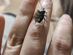 Rhaphigaster nebulosa