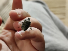 Rhaphigaster nebulosa