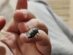 Rhaphigaster nebulosa