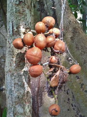 Dysoxylum parasiticum