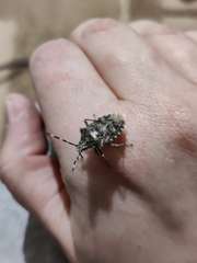 Rhaphigaster nebulosa