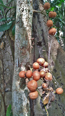 Dysoxylum parasiticum