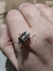 Rhaphigaster nebulosa