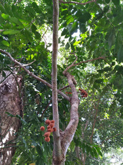 Dysoxylum parasiticum