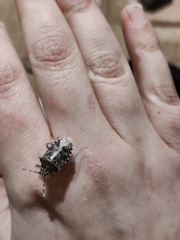 Rhaphigaster nebulosa