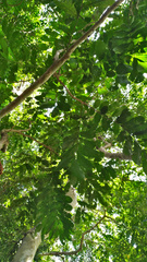 Dysoxylum parasiticum