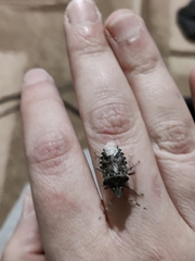 Rhaphigaster nebulosa