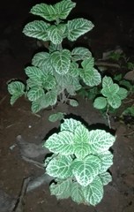 Asystasia gangetica image