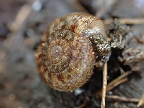 Allodiscus dimorphus, 2021-11-15