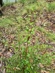Coprosma quadrifida