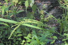 Oryza sativa