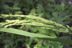 Oryza sativa
