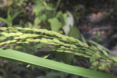 Oryza sativa