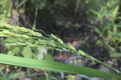 Oryza sativa