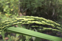 Oryza sativa