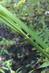 Oryza sativa