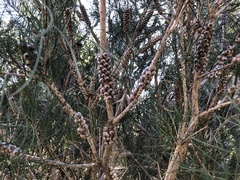 Melaleuca linearis acerosa