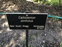 Melaleuca linearis acerosa