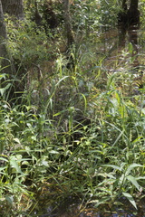 Panicum dichotomiflorum dichotomiflorum