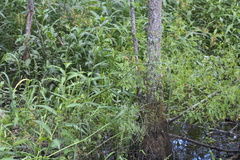 Panicum dichotomiflorum dichotomiflorum