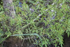 Panicum dichotomiflorum dichotomiflorum