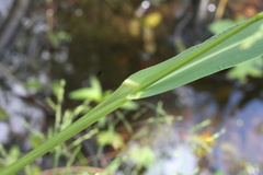 Panicum dichotomiflorum dichotomiflorum