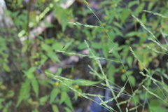 Panicum dichotomiflorum dichotomiflorum