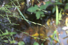 Panicum dichotomiflorum dichotomiflorum