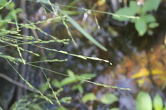 Panicum dichotomiflorum dichotomiflorum